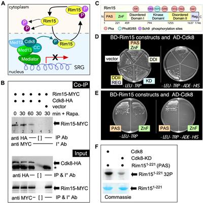 Cyclin C-Cdk8 Kinase Phosphorylation of Rim15 Prevents the Aberrant Activation of Stress Response Genes